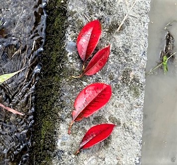 鮎解禁日
