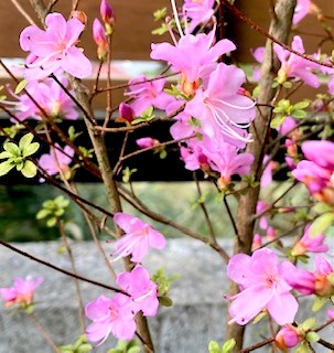 種籾まき　七回目