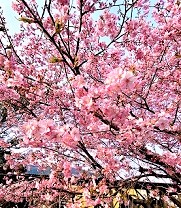 種もみまきの準備