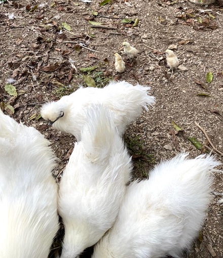 アサギマダラ飛来