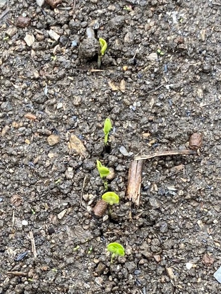 10月27日 11/1(土)、3(月)㊗ 営業内容変更します