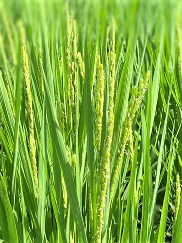 【お知らせ】　スイートコーンの販売は明日７月16日(日)最終日となります