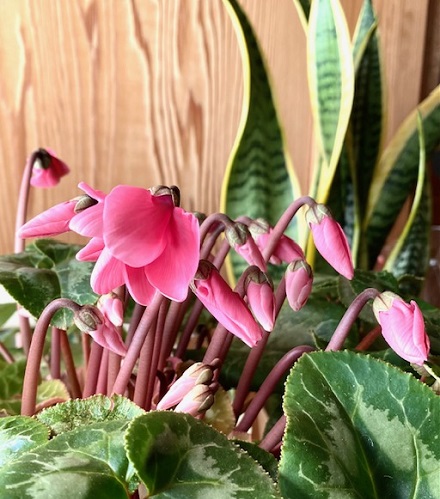 1月18日