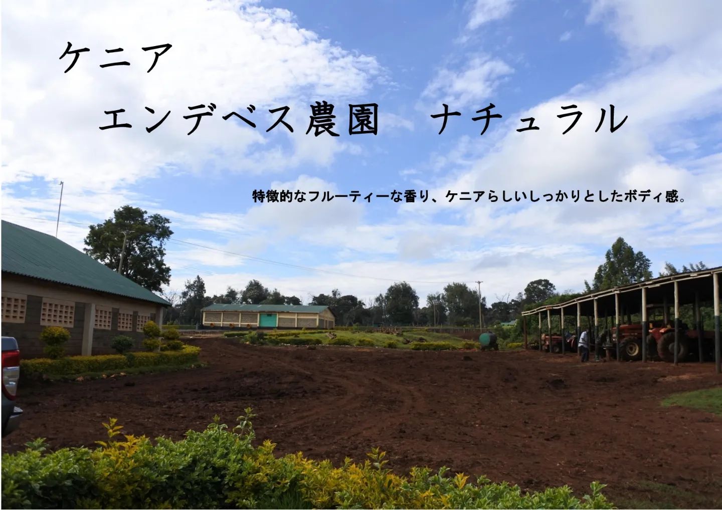 【新商品】ケニア エンデベス農園 ナチュラル