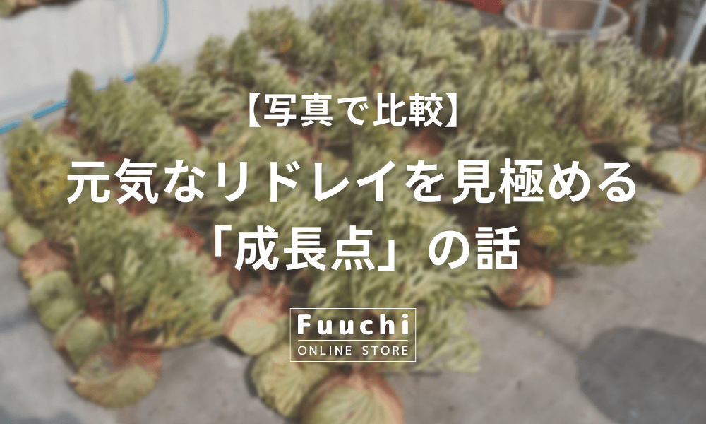 【写真で比較】元気なリドレイを見極める「成長点」の話