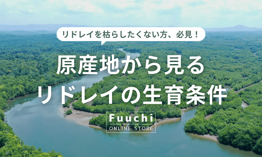 原産地から見るリドレイの生育条件