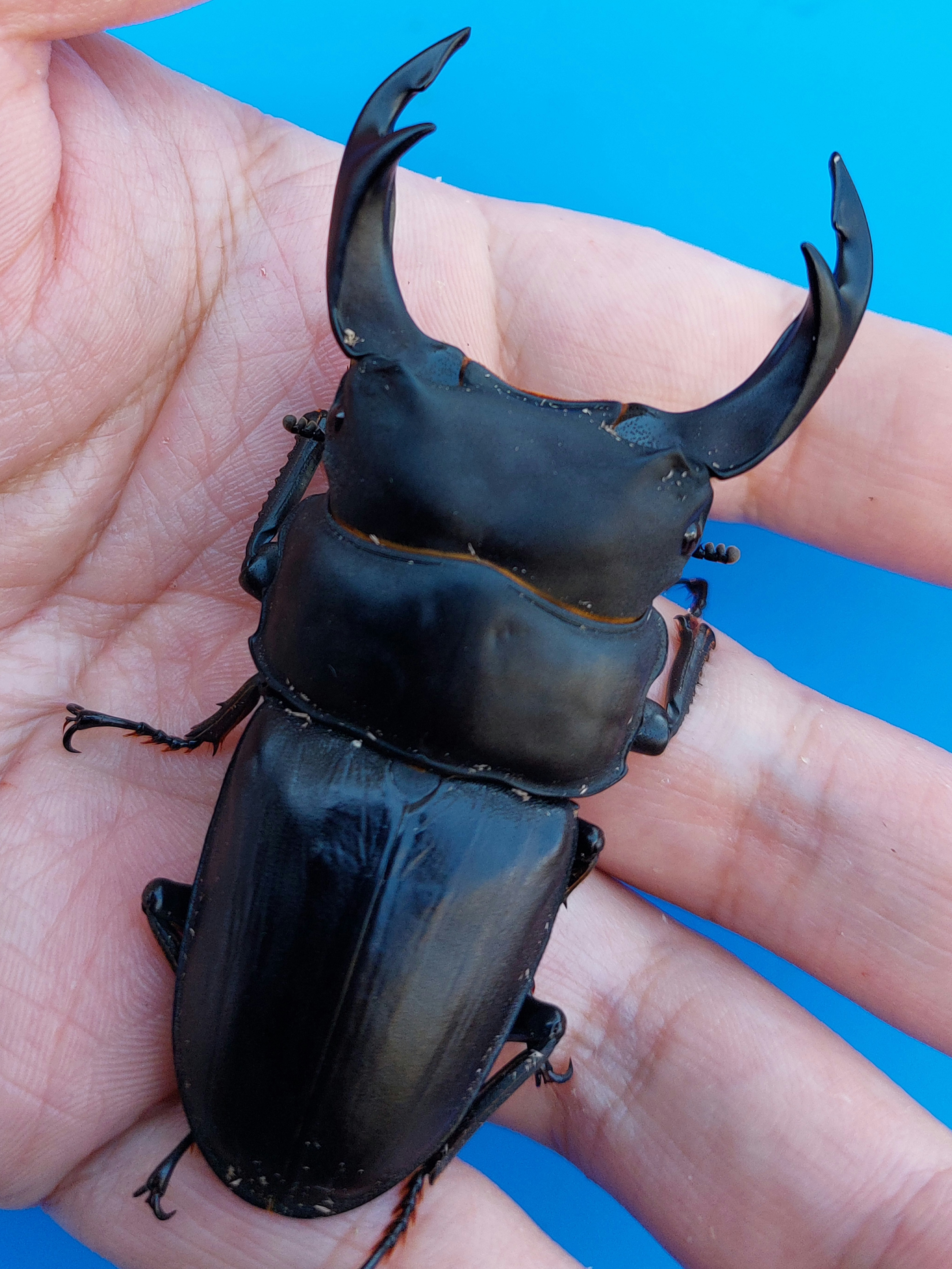 年末セールのお知らせ