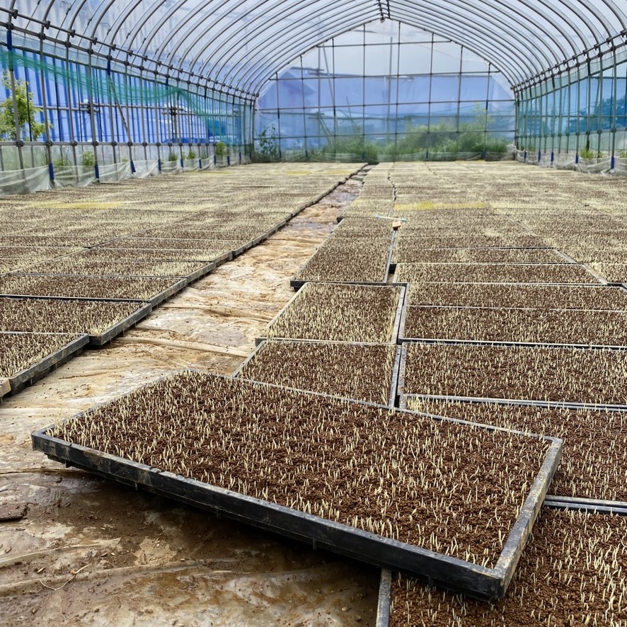 【苗の成長編】こだわりのコシヒカリ成長記録🌱