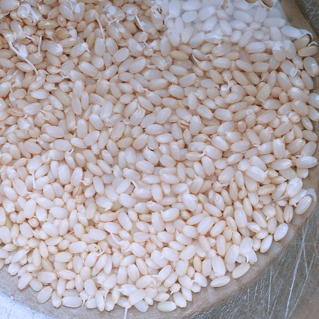 ‪ 自宅でも作れる発芽玄米！食べやすくて栄養価が高い発芽玄米にチャレンジしてみよう 🌱‬