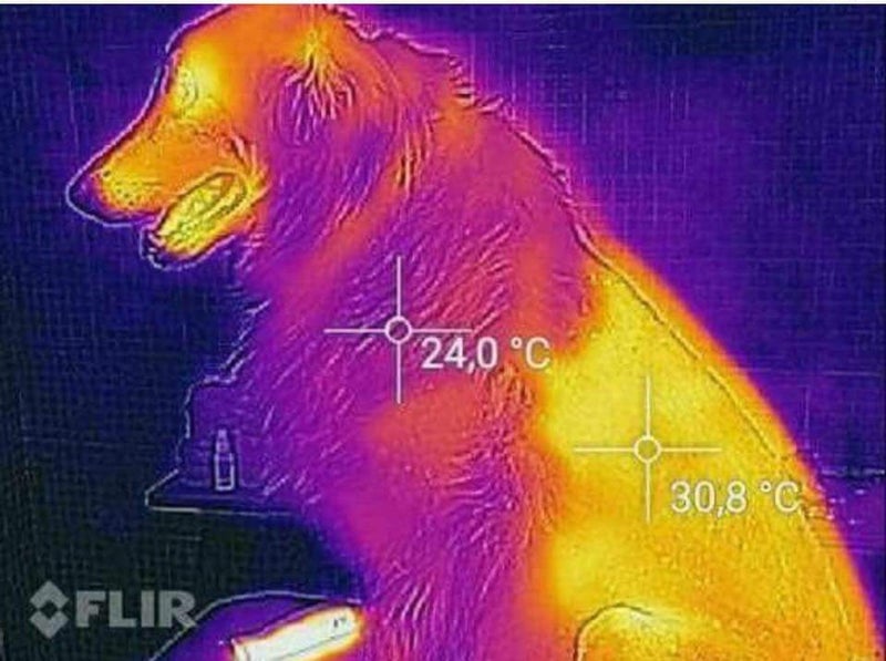 犬のサマーカット実は危険！？