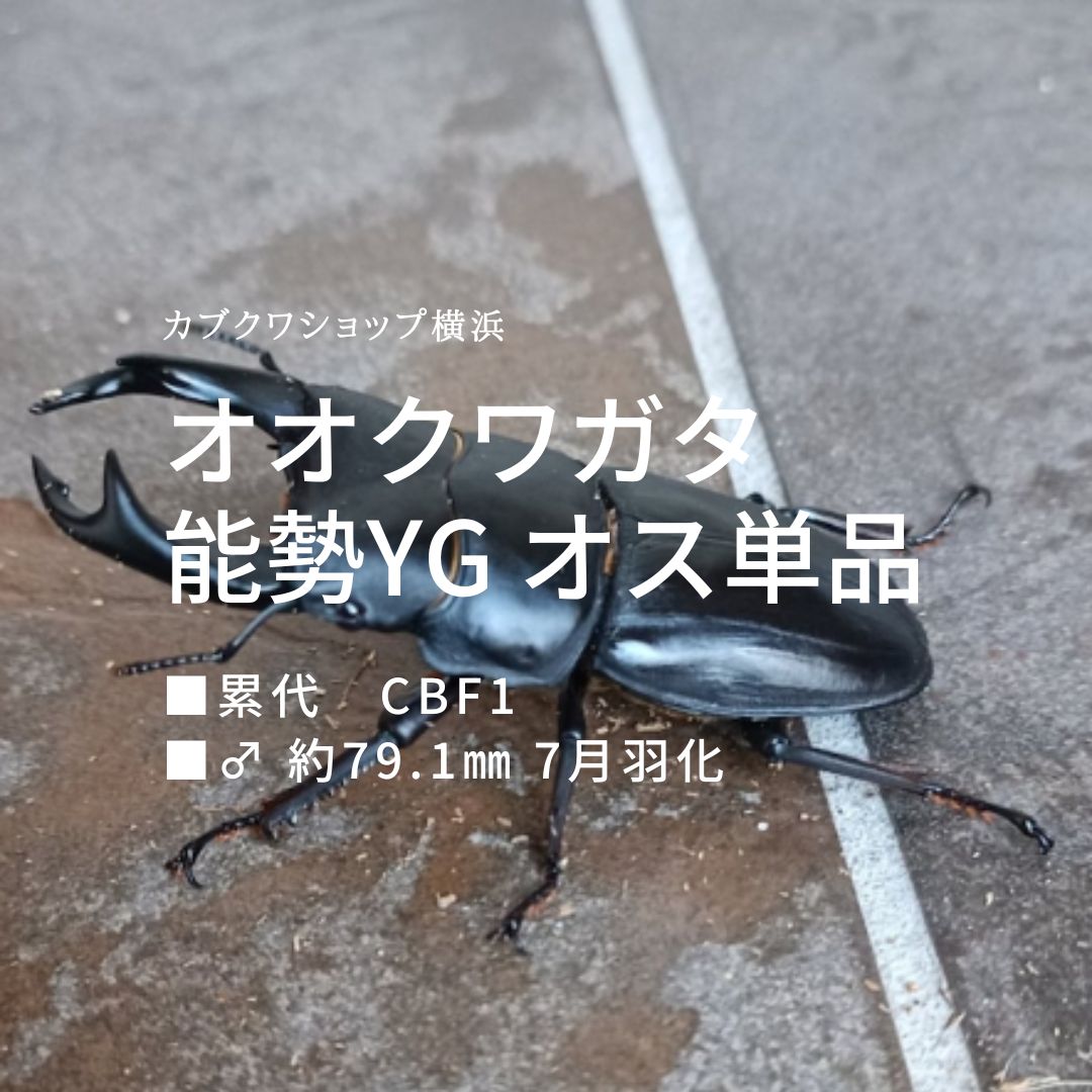 カブクワショップを開店