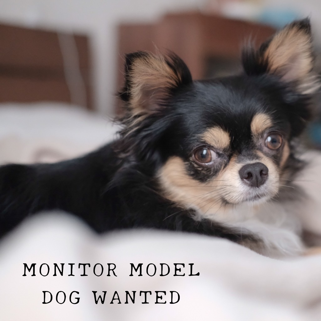 ˗ˏˋ monitor model wanted ˎˊ˗