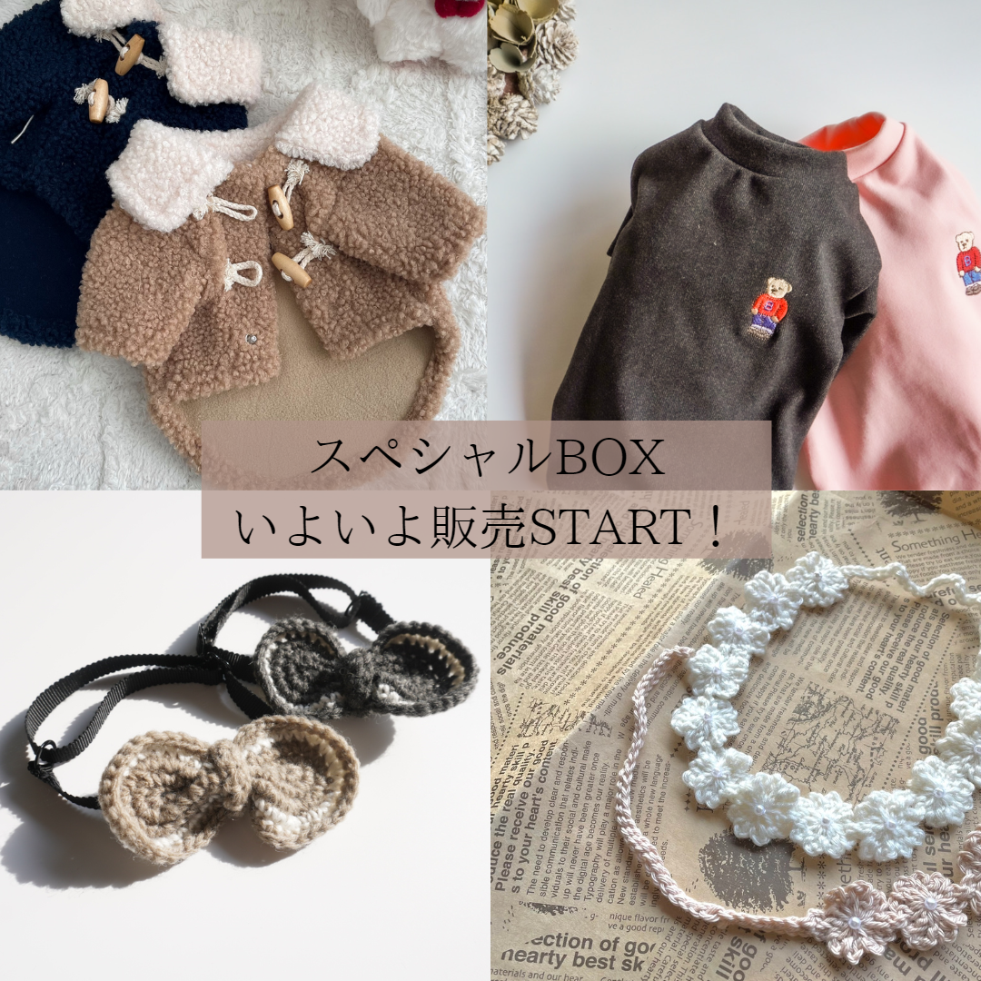 ˗ˏˋ スペシャルBOXいよいよ販売開始 ˎˊ˗
