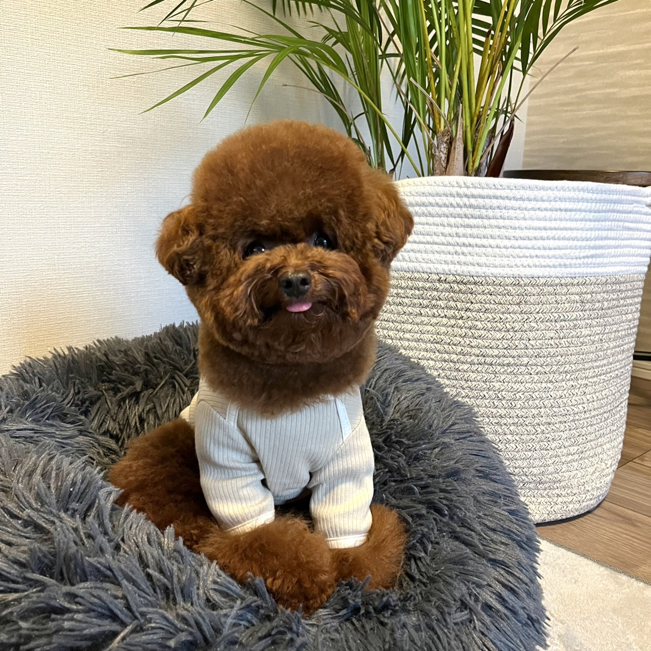 ˗ˏˋ マカロンカラーシャツのご紹介 ˎˊ˗