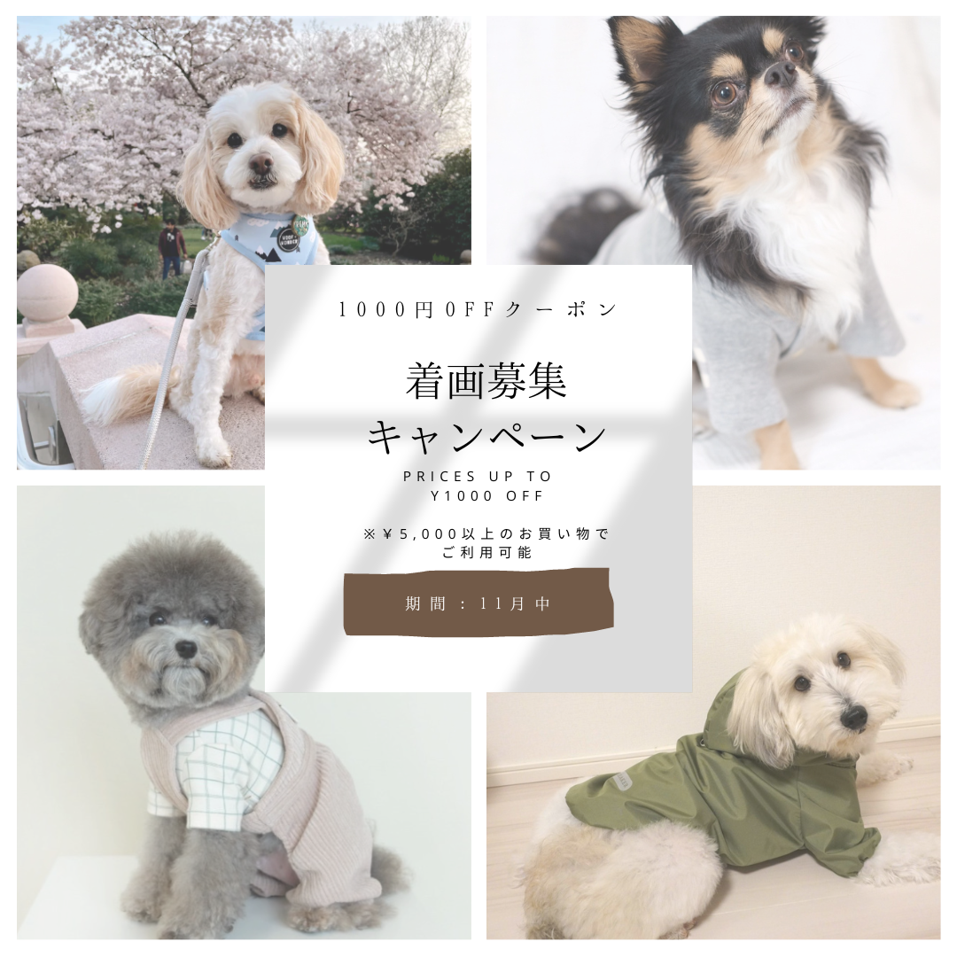 ˗ˏˋ  11月のキャンペーンのお知らせです ˎˊ˗