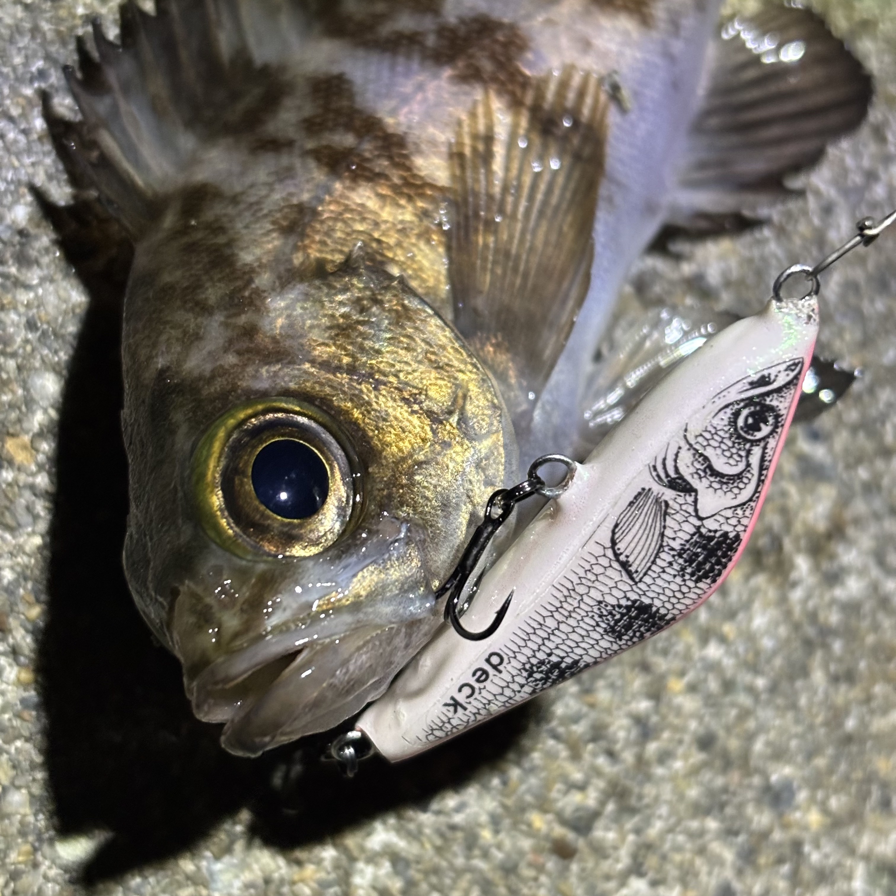 リップレスミノーでメバルが釣れています。