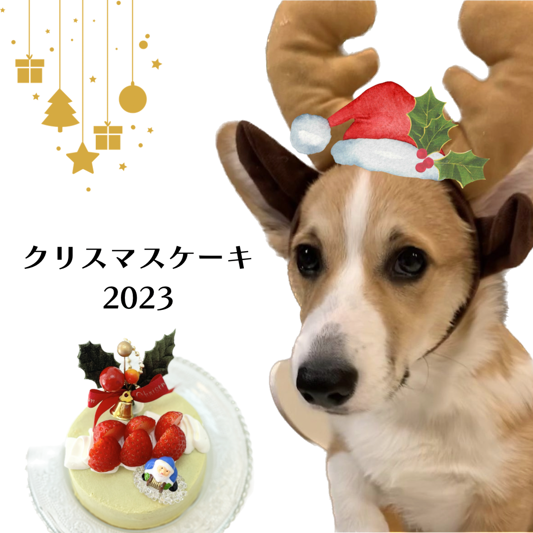 《実店舗のお知らせ》わんちゃん用クリスマスケーキ