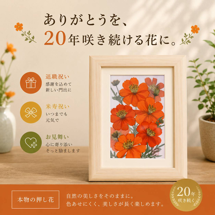 夏から秋へ、元気を届けるキバナコスモス。