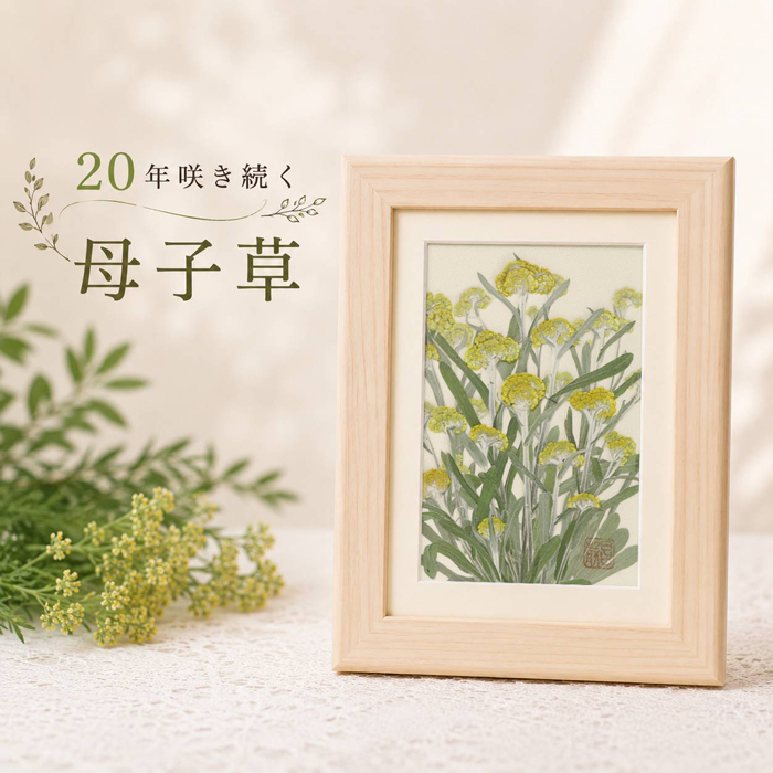 母子草の名前の由来をご存じですか?|花言葉「いつも想う、無言の愛」に込められた想い
