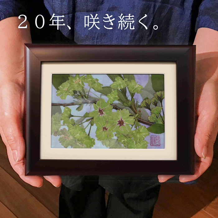 押し花アート『御衣黄桜』作品ができあがりました。