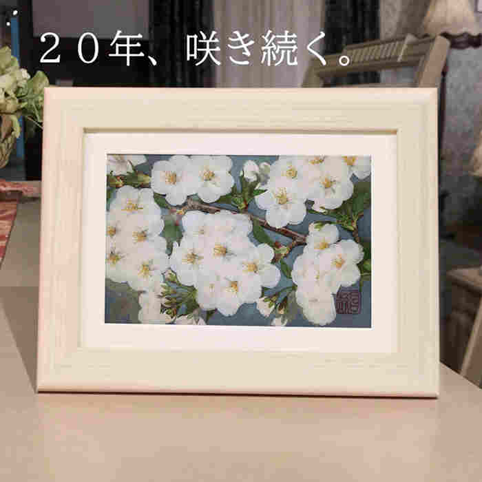 桜の押し花アート『 大島桜 オオシマザクラ 』新作です。