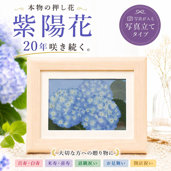 6月の誕生花「紫陽花」が贈り物に選ばれる理由とは?