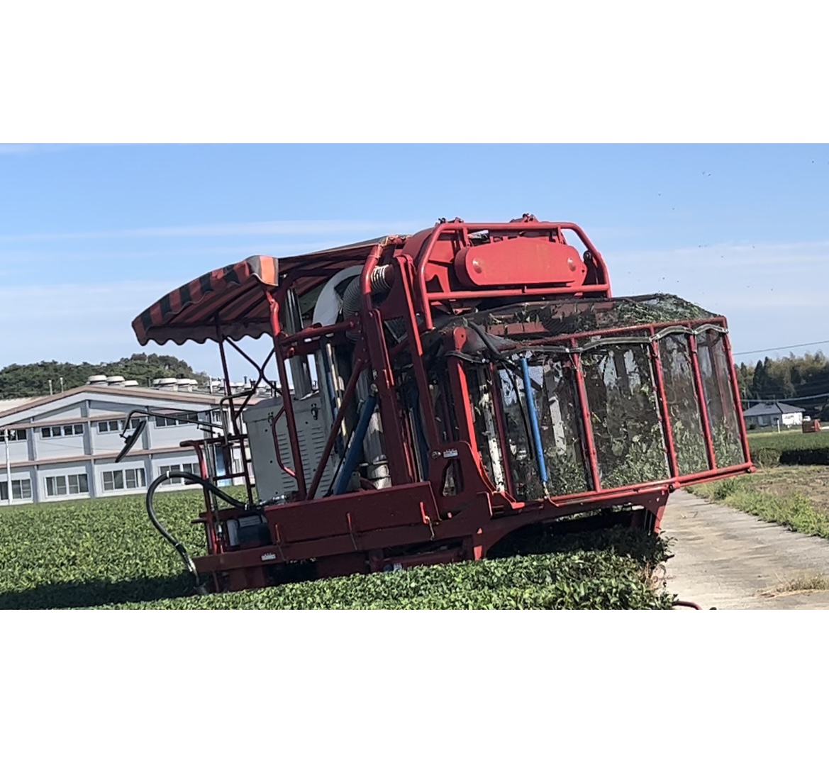 秋冬番茶のお茶摘みが始まりました！