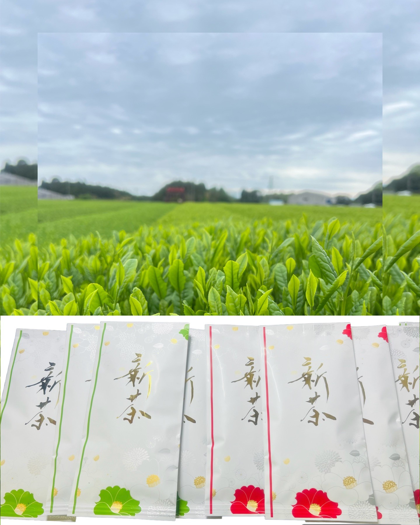 ２０２４年　新茶が出来ました🌱