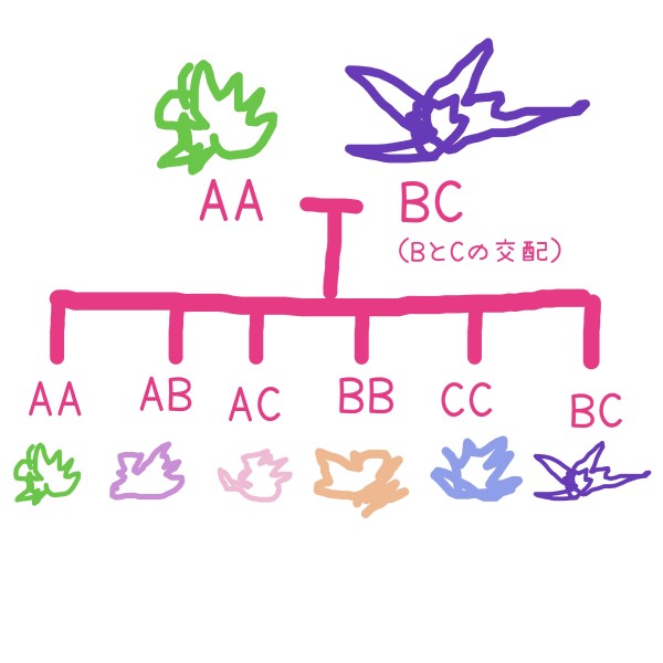 当店オリジナル交配種についての注意点