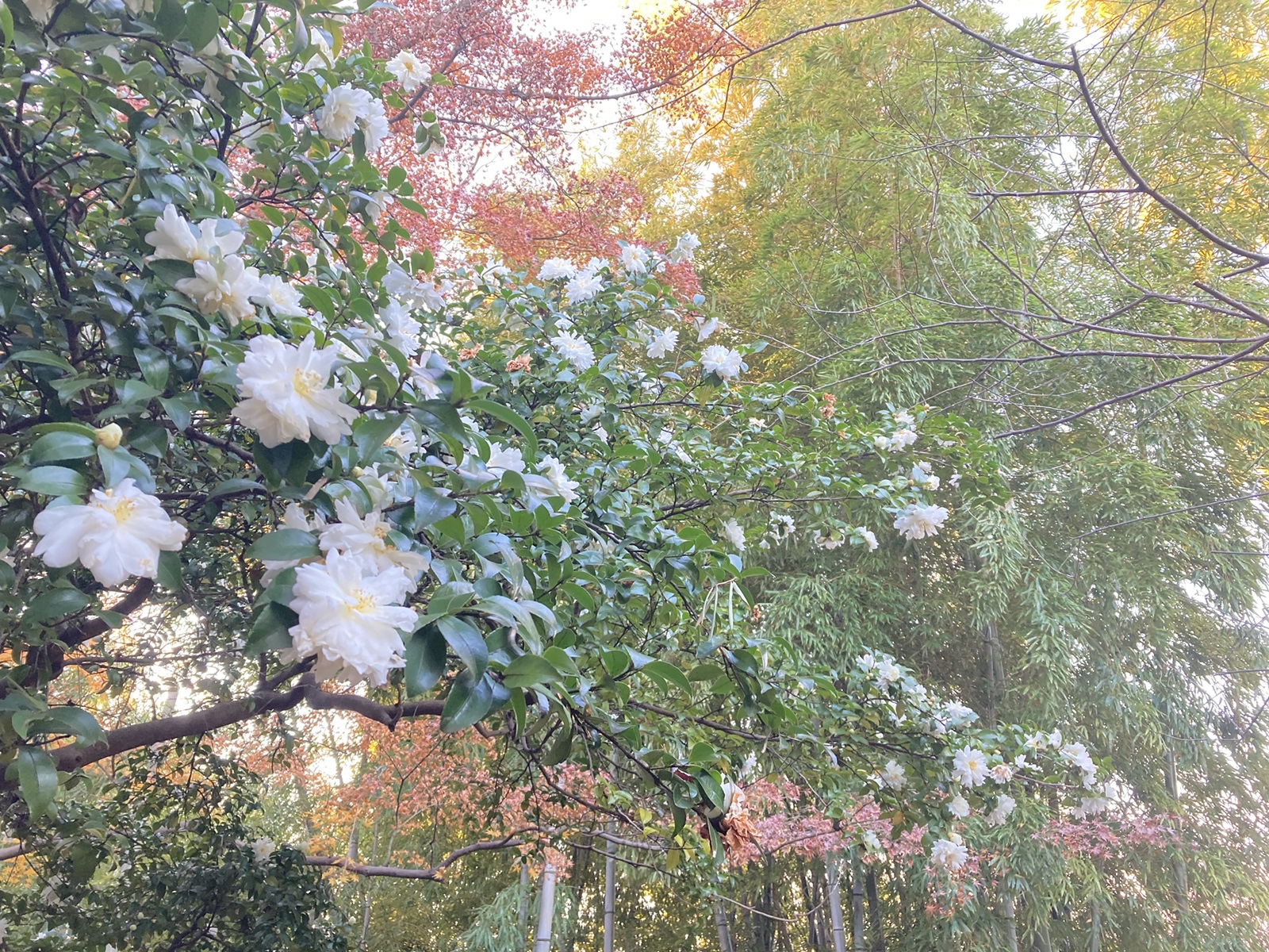 年末年始のお休みのお知らせ