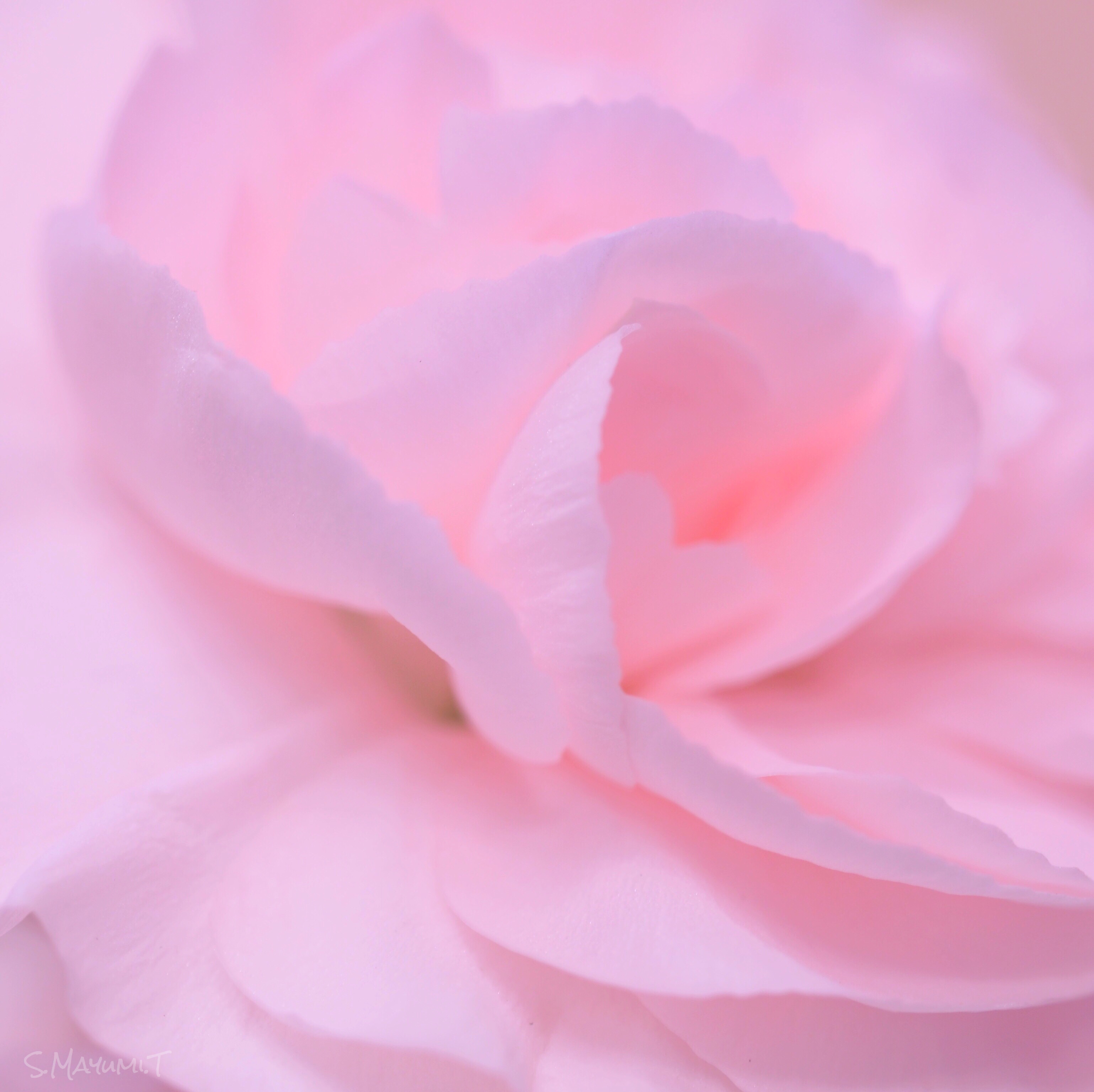 ふわふわ〜可愛いピンクのコスモス。