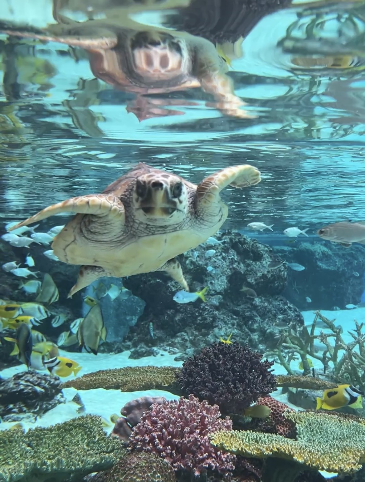 ウミガメ🐢