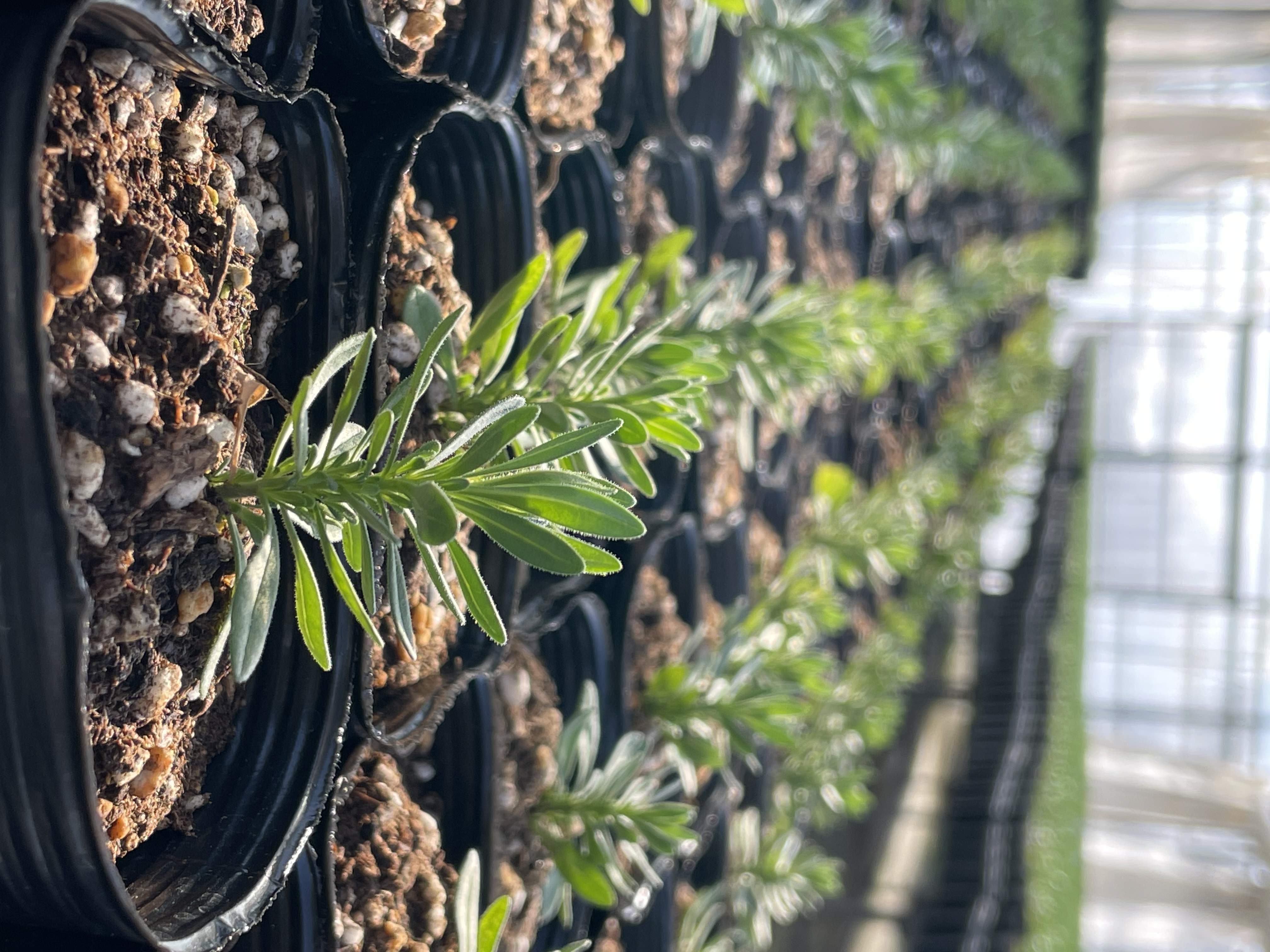 植物の力を信じて