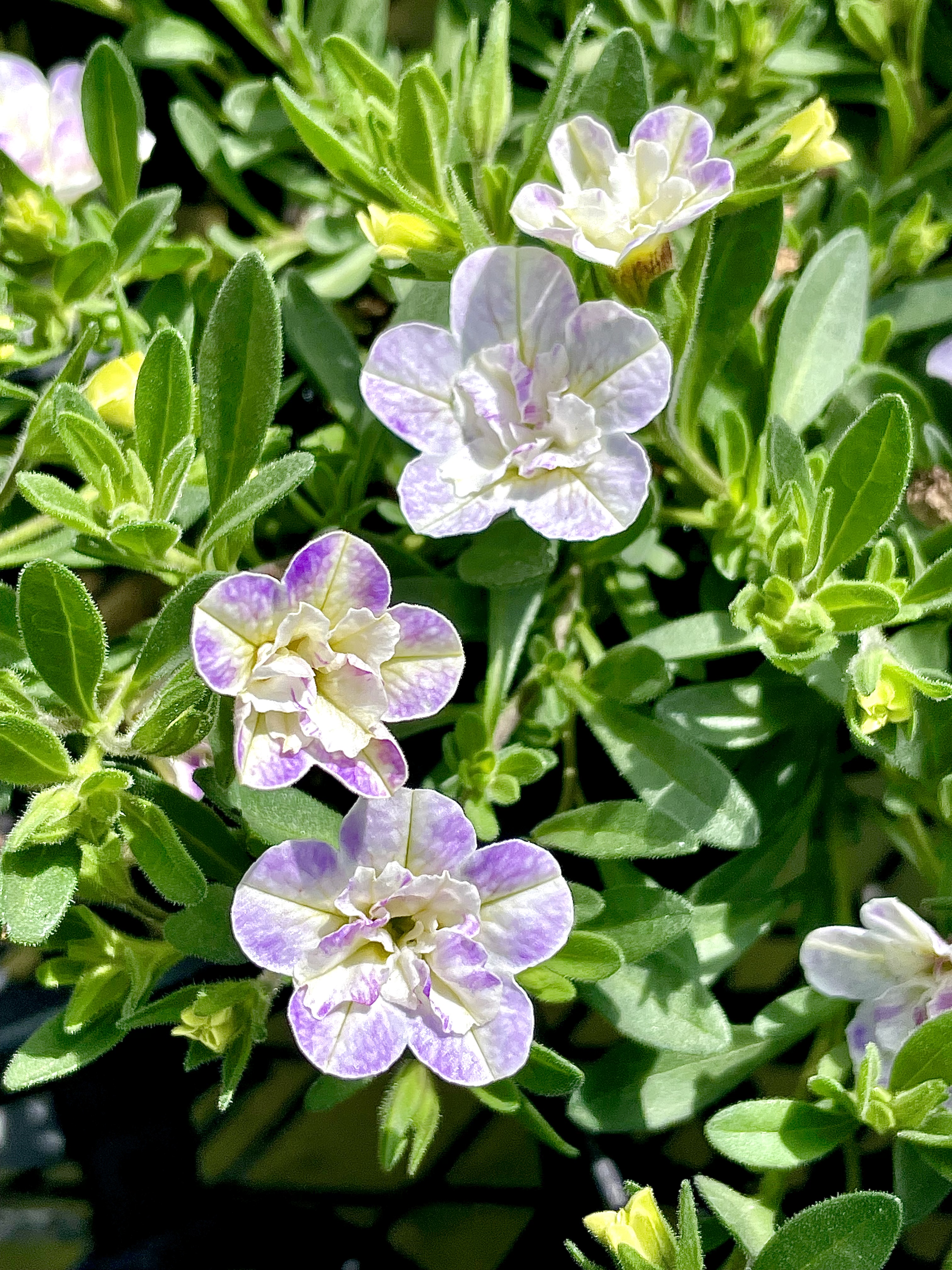 生きるがテーマの花