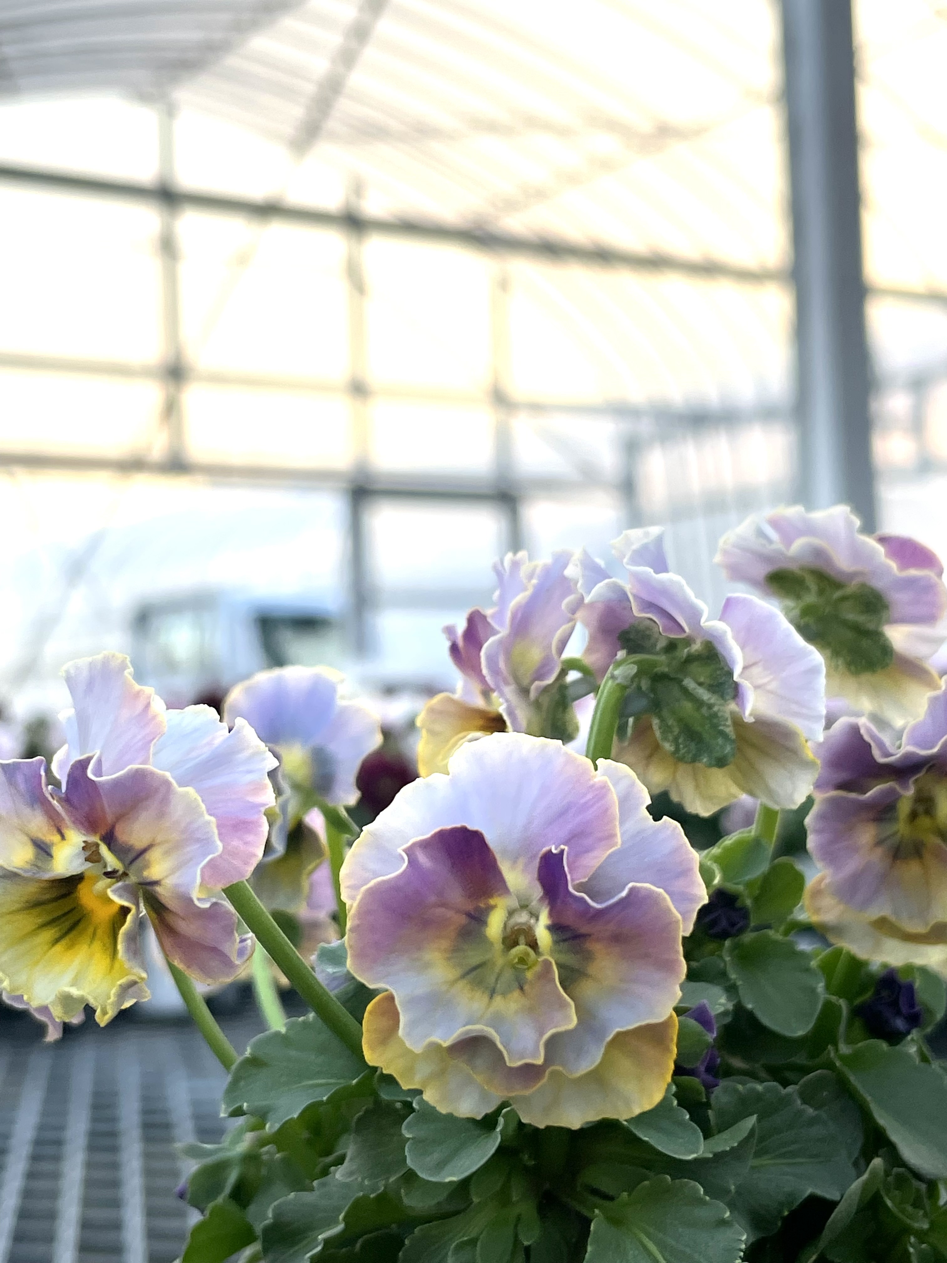 暖かい冬とお花たち