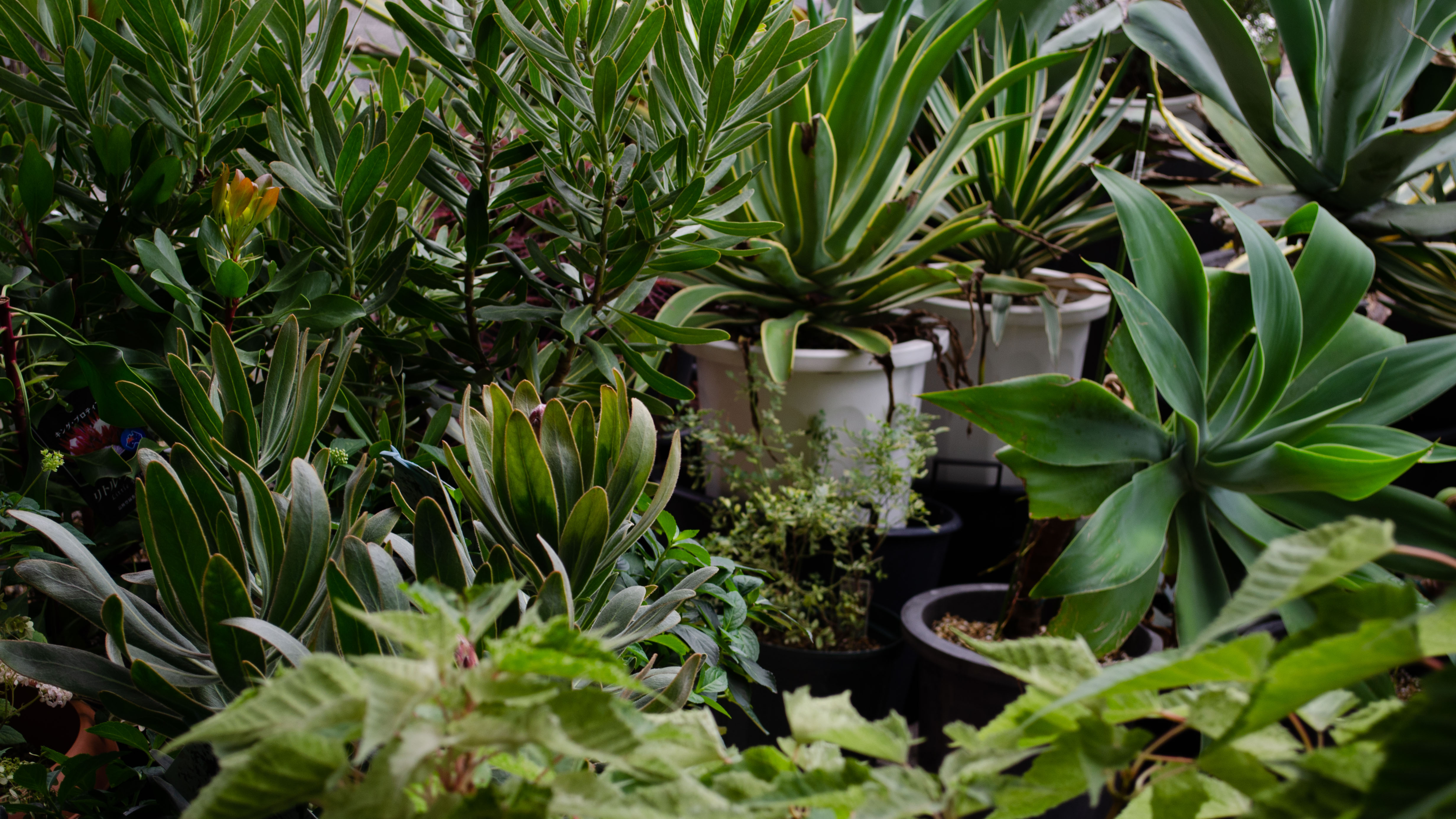 植物のことなら当店へ！  植栽 ・花壇の定期管理・空間提案・インテリアグリーン