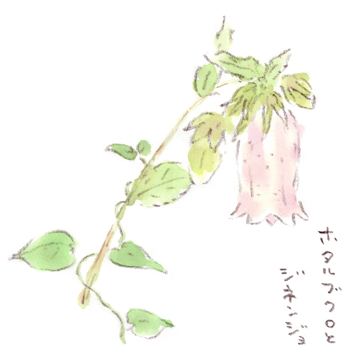 ホタルブクロとジネンジョ