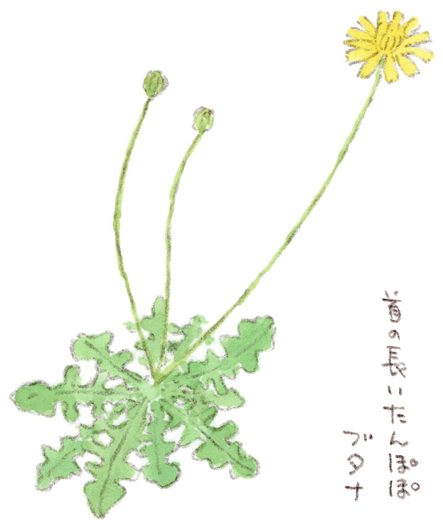首の長いタンポポ