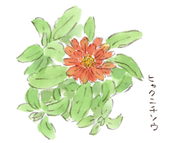 ヒャクニチソウ