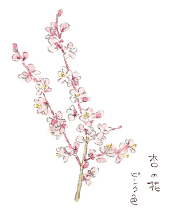 杏の花