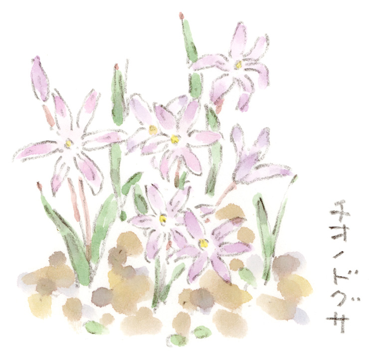 チオノドグサ
