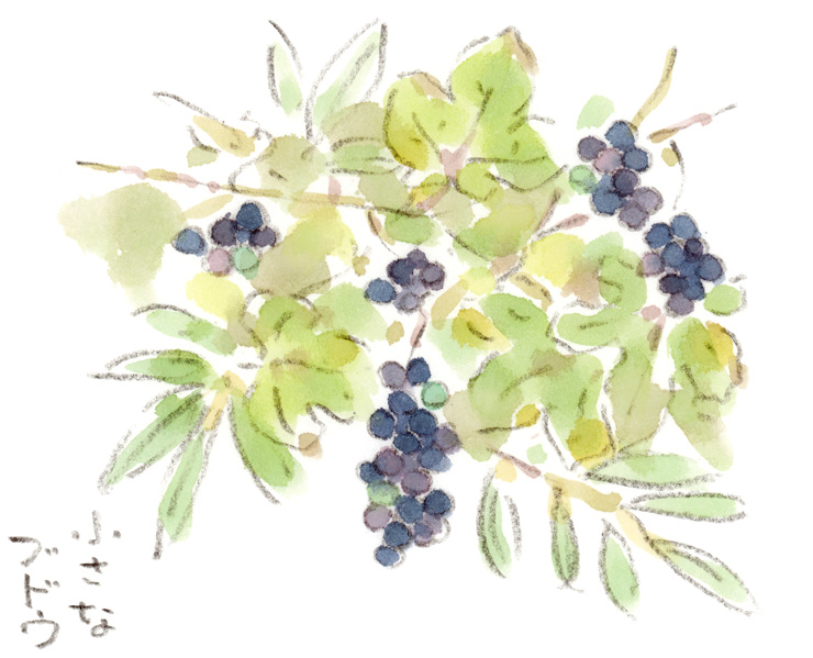 草むらで実る小さなブドウ