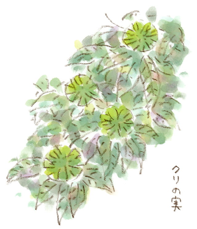 イガグリ