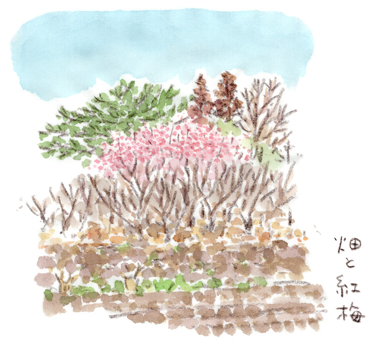 紅梅の咲く畑