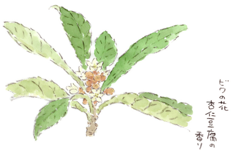 杏仁豆腐の香り