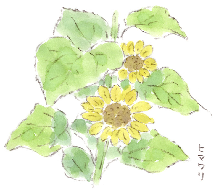 ひまわり