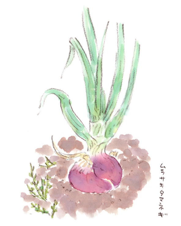 春の畑で育つムラサキタマネギ