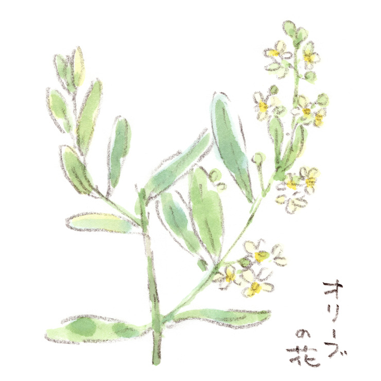 オリーブの花