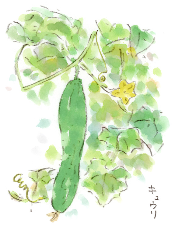 キュウリ