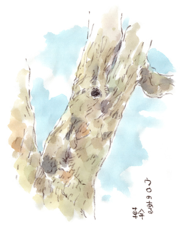 洞のある幹に冬らしさを感じて